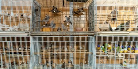 Various species of birds caged and displayed for sale. VIII San Silvestre de Guzman Hunting Fair in September 2019, Huelva, Spain.