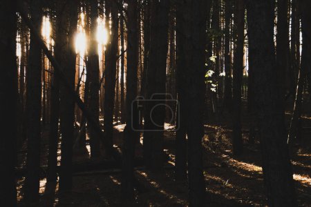 Shadows in a pine forest. Dawn sun sneaking through the tree trunks.
