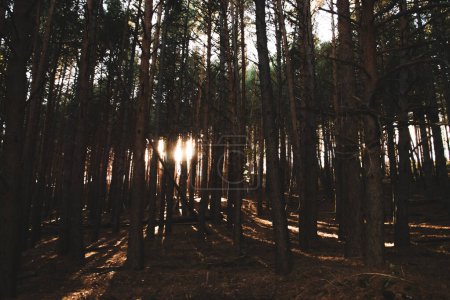 Shadows in a pine forest. Dawn sun sneaking through the tree trunks.