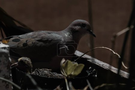 Photo for Close up shot of grey pigeon in the park - Royalty Free Image