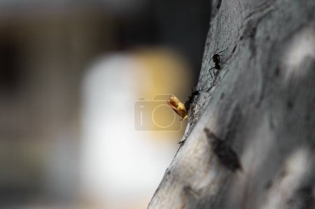 Photo for Close up shot of a two ants are crawling along a tree trunk - Royalty Free Image