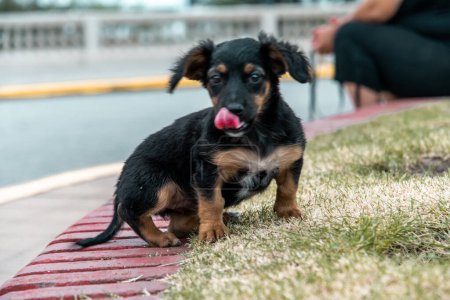 Téléchargez les photos : Mignon chien noir et brun - en image libre de droit