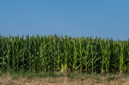Photo for Corn field in the summer day - Royalty Free Image