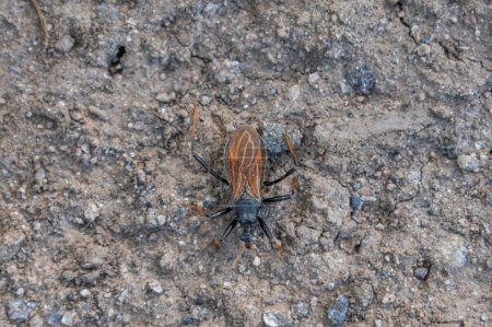 Téléchargez les photos : Gros plan d'un scarabée brun sur le sol - en image libre de droit