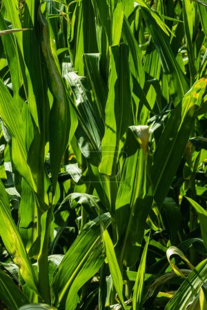 Téléchargez les photos : Fermer le maïs vert dans le champ - en image libre de droit