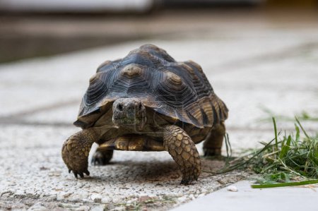 Téléchargez les photos : Gros plan de la tortue dans la nature - en image libre de droit