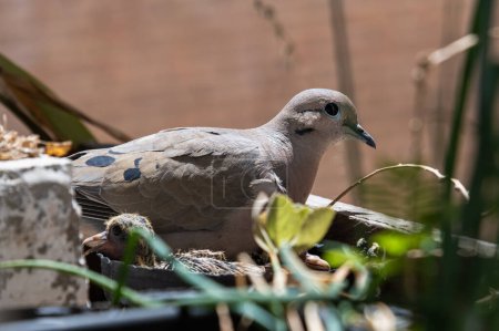 Téléchargez les photos : Pigeon est assis sur le nid - en image libre de droit