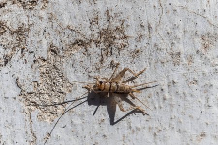Foto de Primer plano del grillo de pared visto desde arriba, Gryllidae grasshopper - Imagen libre de derechos