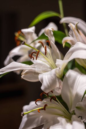 Foto de Hermosas flores de lirio sobre fondo oscuro - Imagen libre de derechos