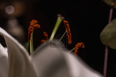 Téléchargez les photos : Gros plan de belles fleurs de lys sur fond sombre - en image libre de droit