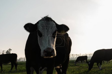 Téléchargez les photos : Scène de pâturage idyllique : Une vache argentine profite de pâturages luxuriants - en image libre de droit