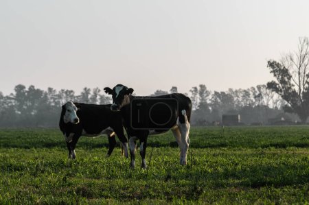 Photo for Idyllic Grazing Scene: Argentine Cow Enjoying Lush Pastures - Royalty Free Image