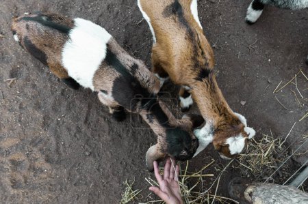 Téléchargez les photos : Adorable innocence : Chèvre Anglo-Nubienne Enfant Exudant Cuteness et P - en image libre de droit