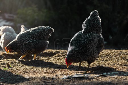 Foto de Fiesta emplumada: Prolíficas gallinas ponedoras disfrutando de una comida en La - Imagen libre de derechos