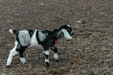 Foto de Adorable inocencia: anglo-nubia niño cabra exudando ternura y p - Imagen libre de derechos