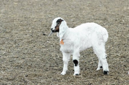 Foto de Adorable inocencia: anglo-nubia niño cabra exudando ternura y p - Imagen libre de derechos