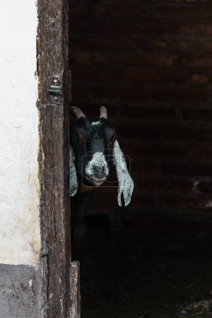 Téléchargez les photos : Troupeau gracieux : Chèvres anglo-nubiennes errant majoritairement dans une ferme - en image libre de droit