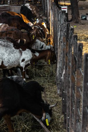 Foto de Rebaño agraciado: cabras anglo-nubias vagando majestuosamente en una granja - Imagen libre de derechos