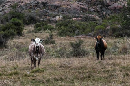 Foto de Escena de pastoreo idílico: vaca argentina disfrutando de exuberantes pastos - Imagen libre de derechos