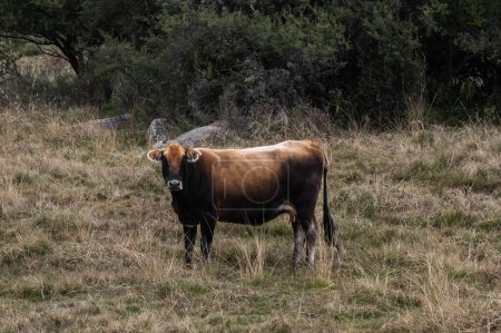 Téléchargez les photos : Scène de pâturage idyllique : Une vache argentine profite de pâturages luxuriants - en image libre de droit