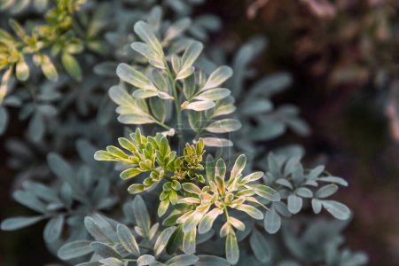 Photo for Captivating Close-up: Ruda Plant (Ruta graveolens) Revealing its - Royalty Free Image