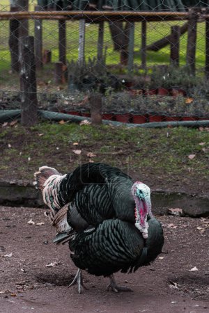 Téléchargez les photos : Majestic Domestic Turkey : Un portrait captivant de la beauté aviaire - en image libre de droit