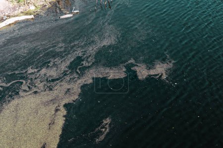 Téléchargez les photos : Rivière polluée à Cordoue : Dépassement d'algues et pollution de l'environnement - en image libre de droit