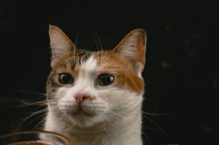 Foto de Retrato de cabeza de gato de tres colores con fondo oscuro - Imagen libre de derechos