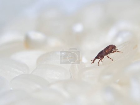 Photo for A macro eye-level shot of common rice weevil also known as Sitophilus oryzae - Royalty Free Image