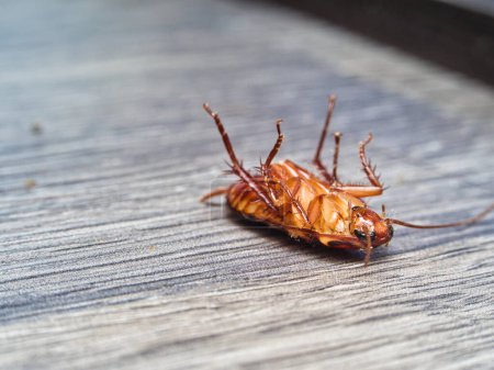 Photo for A macro shot of a dead cockroach found on the floor from eye-level angle - Royalty Free Image
