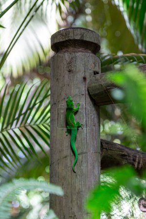 Foto de Gecko Phelsuma guimbeaui en el Parque Natural de La Vanille, Savanne, Mauricio - Imagen libre de derechos