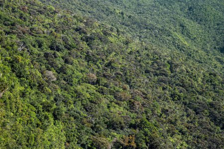Foto de Bosque lluvioso denso que cubre colinas en el Parque Nacional Gargantas del Río Negro, al suroeste de Mauricio - Imagen libre de derechos