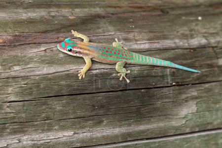 Foto de Colorido día de Mauricio adornado gecko Phelsuma ornata pn Ile aux Aigrettes, Mauricio - Imagen libre de derechos