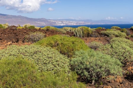 Foto de Variety of plants at Malpais de Guimar badlands, Puertito de Guimar, Canary island of Tenerife, Spain - Imagen libre de derechos