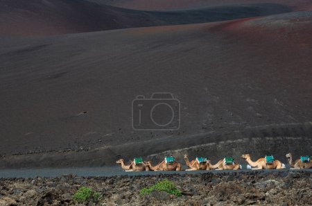 Rastende Kamele warten darauf, Touristen auf einem Kamelritt im Timanfaya Nationalpark auf der Kanarischen Insel Lanzarote, Spanien, mitzunehmen