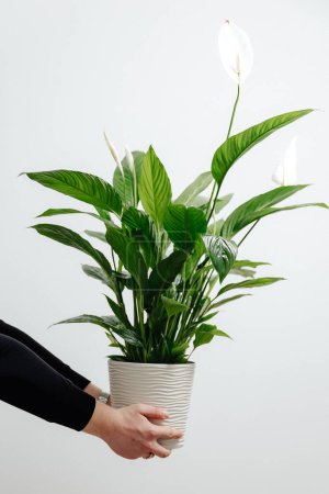 eine grüne Vase für zu Hause in einem schönen Topf wird vor hellem Hintergrund in männlichen Händen fotografiert
