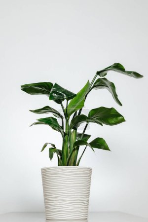 a green vase for the home in a beautiful pot is photographed against a light background