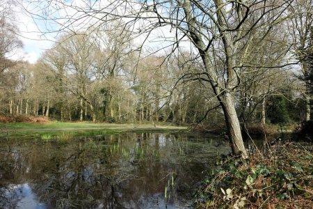 Teich im frühen Frühling auf Chorleywood Common, Hertfordshire, England, UK