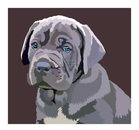 Illustration for Portrait of a dog breed Cane Corso on a dark background - Royalty Free Image