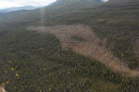 Vista aérea de las montañas del lago Medicine con árboles quemados en el centro del bosque. En una mañana de otoño.