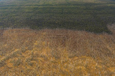 Luftaufnahme eines großen Berges voller Bäume, wo verbrannte Bäume durch einen Streifen getrennt sind. Jasper in den kanadischen Rocky Mountains.
