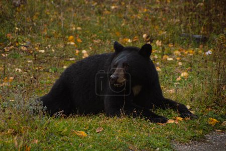 Braunbär frisst im Gras im Banff-Nationalpark