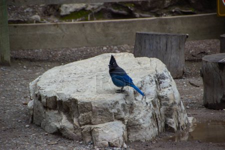Steller's Jay stands on a large rock. A Steller's Blue Jay perches on a rock on an autumn day in the Canadian Rockies.