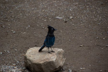 Steller's Jay stands on a large rock. A Steller's Blue Jay perches on a rock on an autumn day in the Canadian Rockies.