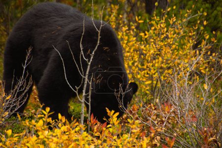 Téléchargez les photos : L'ours brun mange dans l'herbe du parc national Banff - en image libre de droit