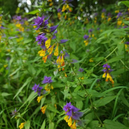 Foto de Flores azul-amarillas de Melampyrum nemorosum primer plano entre la hierba verde de claro bosque - Imagen libre de derechos