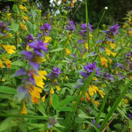 Foto de Flores azul-amarillas de Melampyrum nemorosum primer plano entre la hierba verde de claro bosque - Imagen libre de derechos