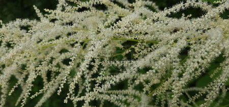 una delicada panícula de pequeñas flores blancas sobre un fondo oscuro. colgando ramas delgadas de flores