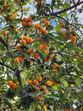 reife orangefarbene Kaki-Früchte in der Krone eines Baumes
