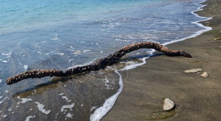 bizarrely shaped tree trunk washed up by the sea on the black sand of a wild beach